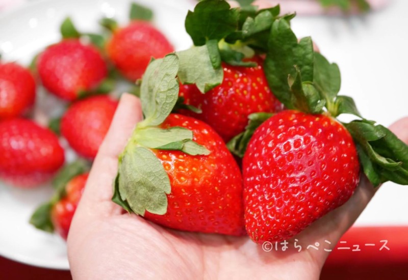 全種実食【いちご通販・お取り寄せまとめ】あまおうに黒いちご(真紅の美鈴)や白いちご!高級いちごギフトも