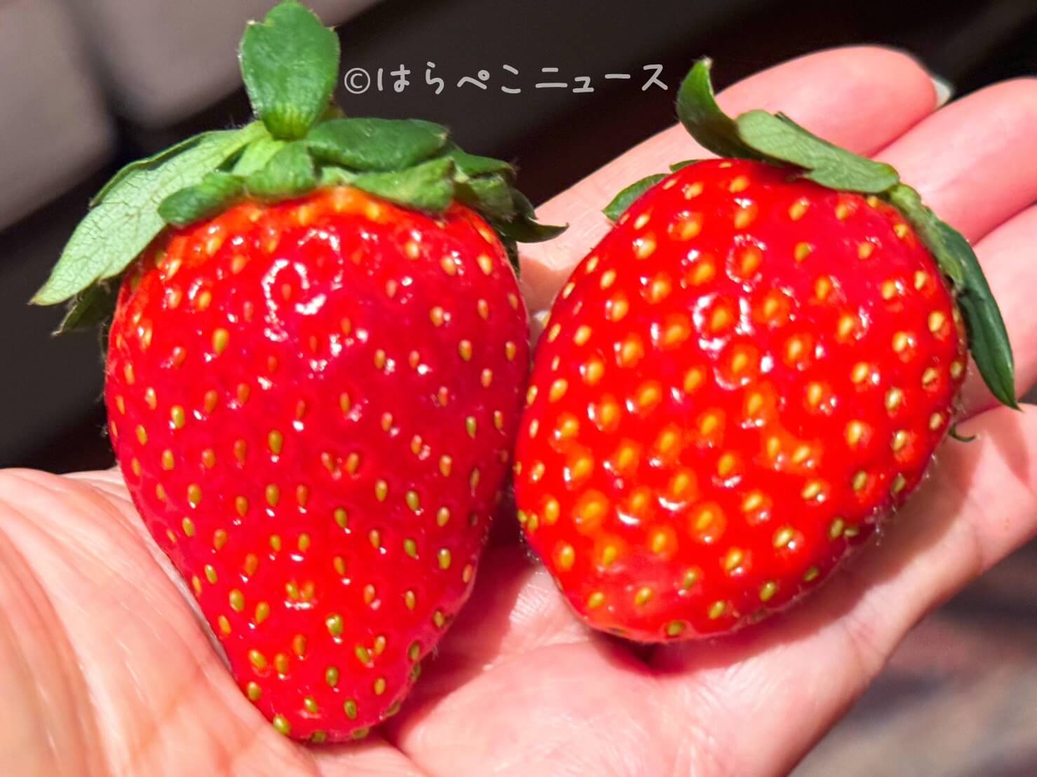 【実食レポ】ヒルトン東京でいちごビュッフェ「ストロベリーハートファクトリー」2024年は苺&ハートのコラボ